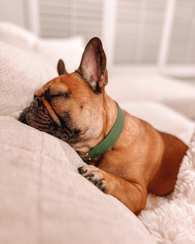 F_bulldoglover's tweet photo. Sleeping time
#vairal #usa #newyork  #texas  #florida
#Frenchbulldoglover https://t.co/LDmsEEE6RE
