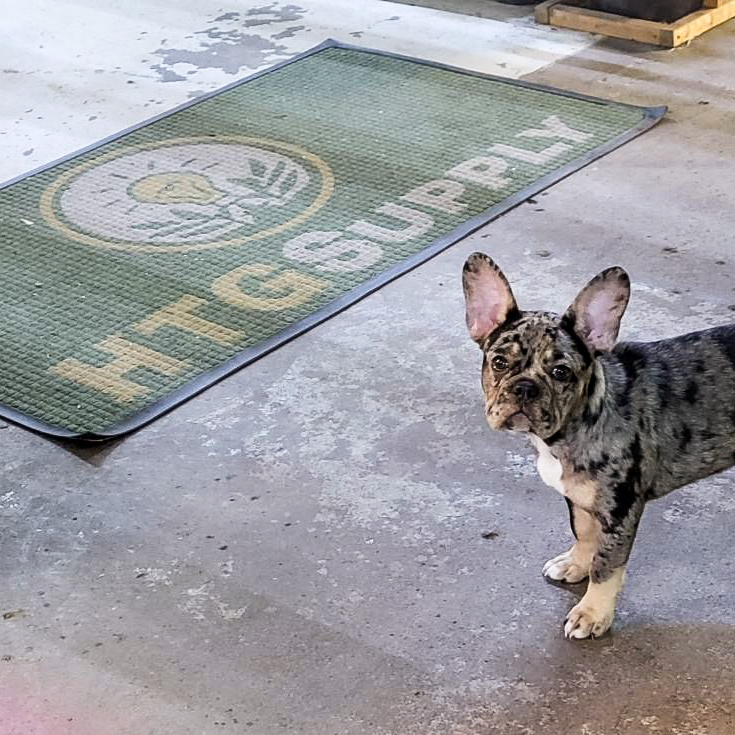 HTGSupply's tweet photo. Little known fact about #HTGSupply... #Frenchies πUS! Just check out this picture from our #TaylorMI grow shop. This precious little #pup wasn't begging for treats that day... just looking for some pets from their favorite team of #grow professionals!
#DogLover #GrowShop #Dog https://t.co/Svhe83ZMjv