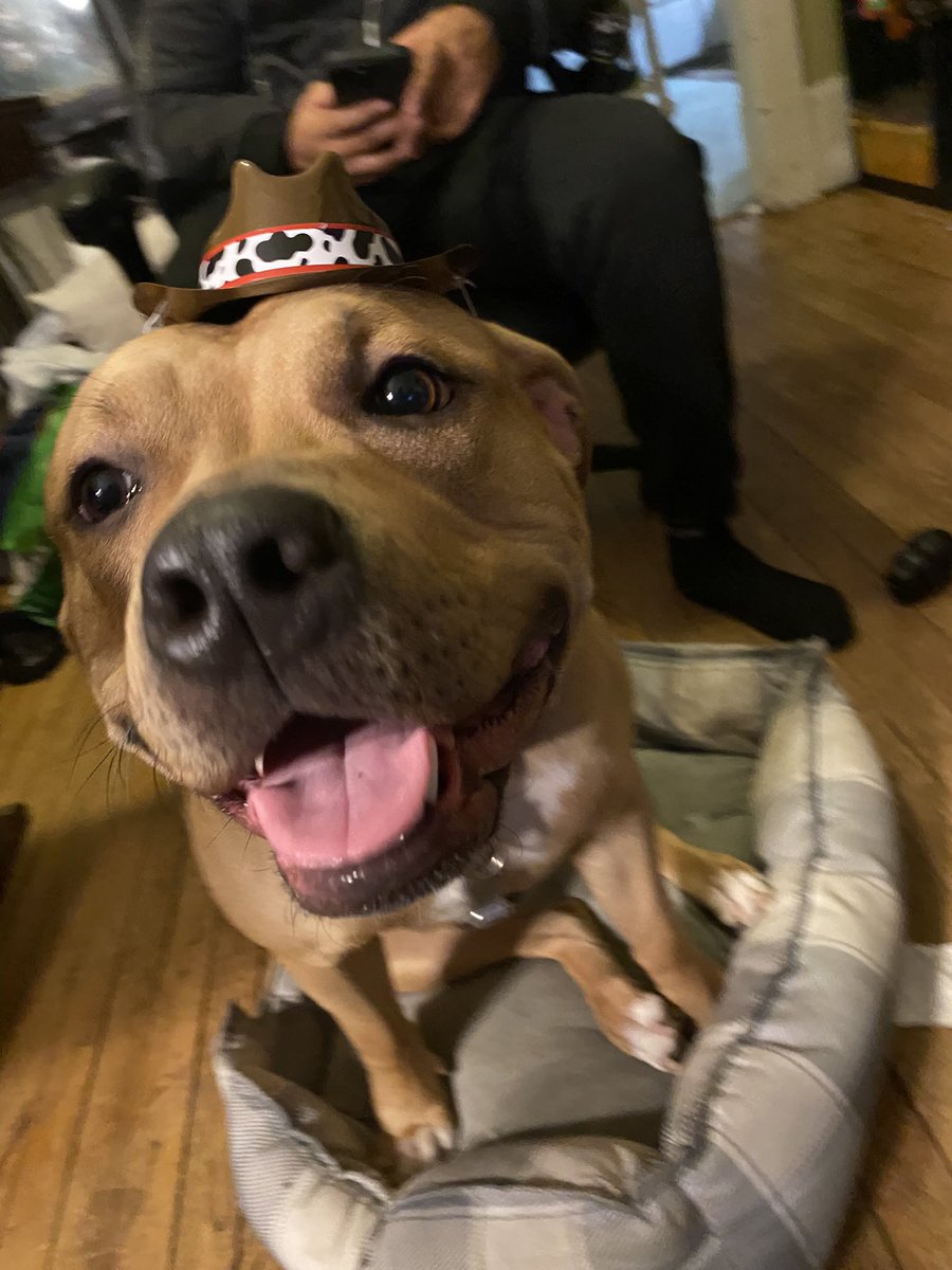 geminigirlxo's tweet photo. Pitbulls are just such an aggressive breed. Here’s some proof: https://t.co/orTho89iFn