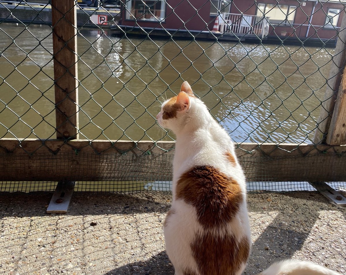 HELP the cats with a new boat!
The famous Catboat in Amsterdam is urgently in need for a replacement and really need your help. Donate now and help the cats with a warm, safe and future-proof Catboat. Let everyone know. RT, RT would be super nice. denieuwepoezenboot.nl/the-new-amster…