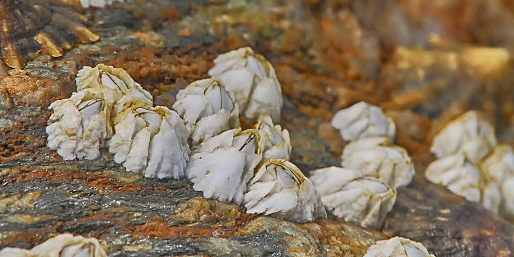 Oceanwire 🇺🇦🌻 on Twitter "RT PlanktonPundit 1) Adult barnacles