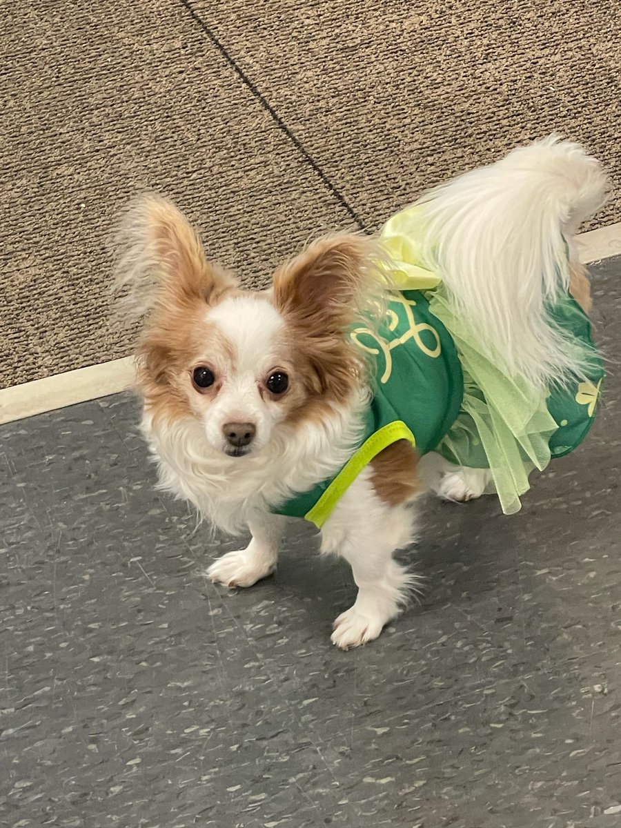 USBiological (@usbiological) on Twitter photo Happy Saint Patricks Day from Mimi and all of us at United States Biological #dogsoftwitter #SaintPaddys #saintpatricksday <a href="/USBiological/">USBiological</a> #Biotechnology #biopharma #Biotechnology Happy Saint Patricks Day from Mimi and all of us at United States Biological #dogsoftwitter #SaintPaddys #saintpatricksday <a href="/USBiological/">USBiological</a> #Biotechnology #biopharma #Biotechnology