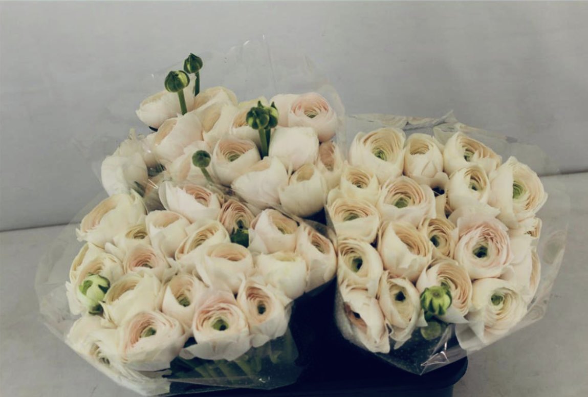 StablesFlowerCo's tweet image. Is it just me or are these huge headed ranunculus just delicious, like puffy marshamallow-y cupcakes? #marshamallow #ikr