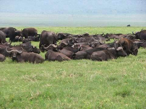 MstSafaris's tweet photo. https://t.co/U2A4gwSvb9