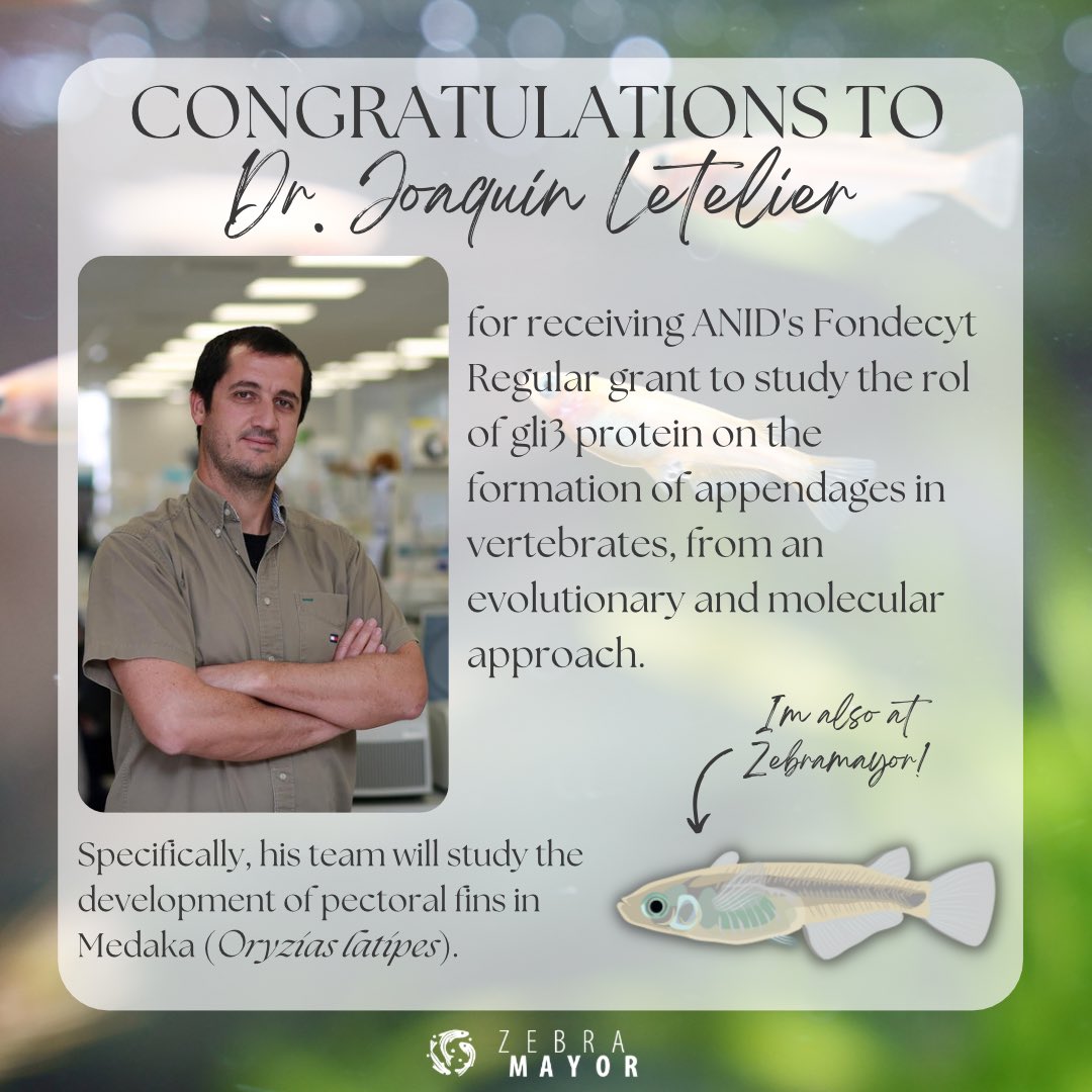 zebramayor's tweet photo. Congratulations to one of our PIs, Dr. Joaquín Letelier @canicacanica, for receiving a Fondecyt Regular grant. His research will focus on the formation of vertebrate appendages, through an evolutionary and molecular approach.
👏👏👏🎏🎏🎏
#medaka #fishresearch https://t.co/VdX9YAlHCO