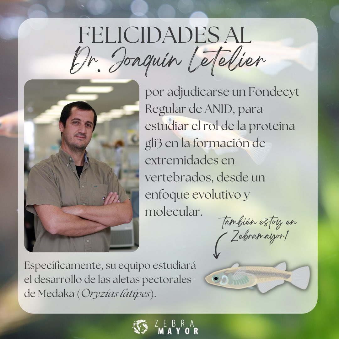 zebramayor's tweet photo. Felicitaciones a uno de nuestros investigadores, el Dr. Joaquín Letelier @canicacanica, por adjudicarse un Fondecyt Regular. Su proyecto se centrará en el estudio de la formación de apéndices en vertebrados, con un enfoque evolutivo y molecular
👏👏👏🎏🎏🎏
#medaka #fishresearch https://t.co/KQYwdzgZap