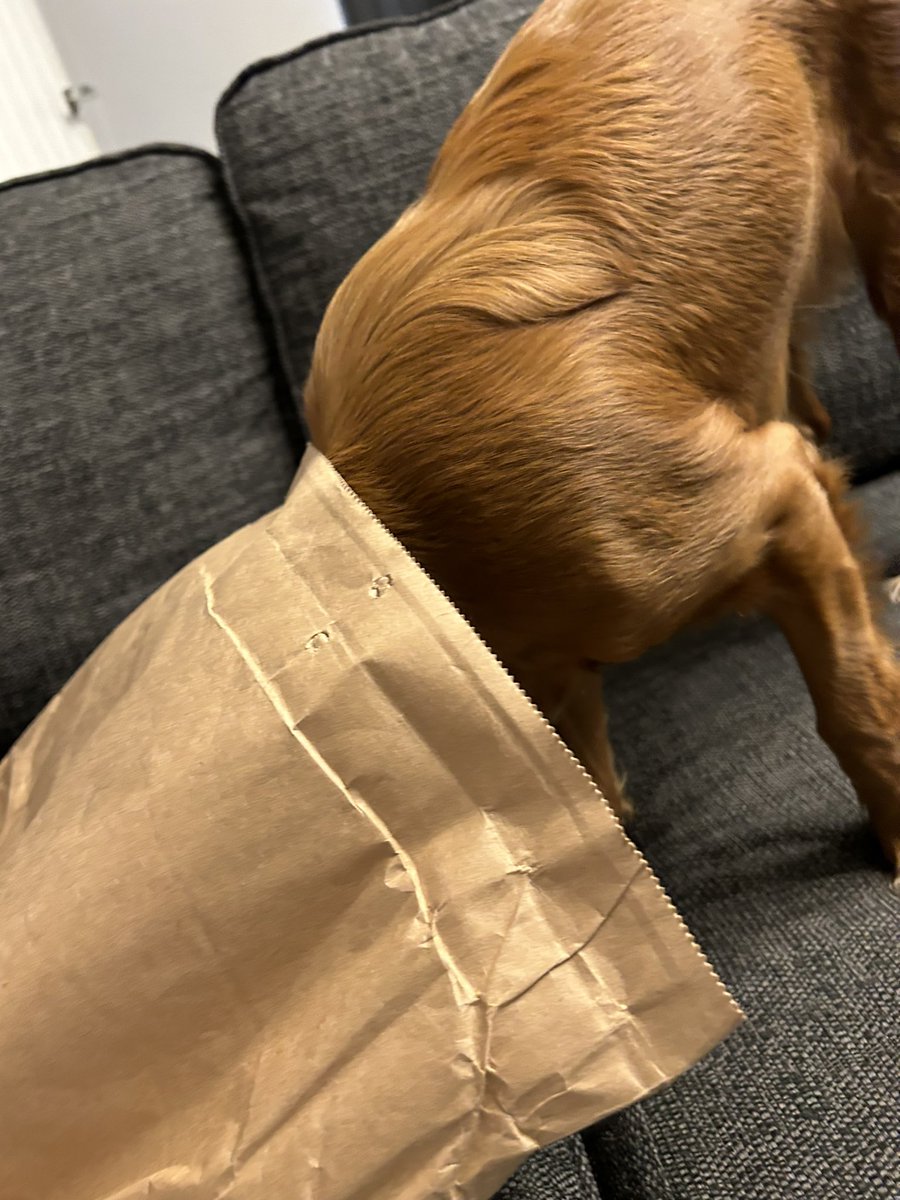 Very excited about today’s delivery from @rshipbshop Even had a helper with the unpacking. I’ve been in a real reading slump lately, so I’m hoping these amazing choices will turn that around! #readingrocks #readingforpleasure