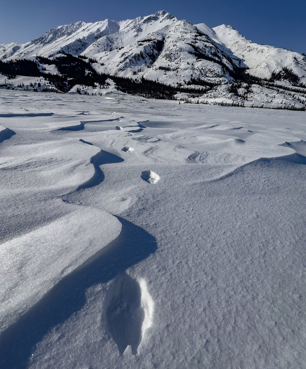 Aurora_Bright's tweet photo. すてきな痕跡。
Kluane Lakeに寝そべってみました。
コヨーテ君を見かけると、いつも頭の中でこれが鳴ります。伝説のパフォーマンス。
https://t.co/VVycFNDJ3i #adpro #Koyote #Kluane #Yukon https://t.co/K3Hb4pGgYM