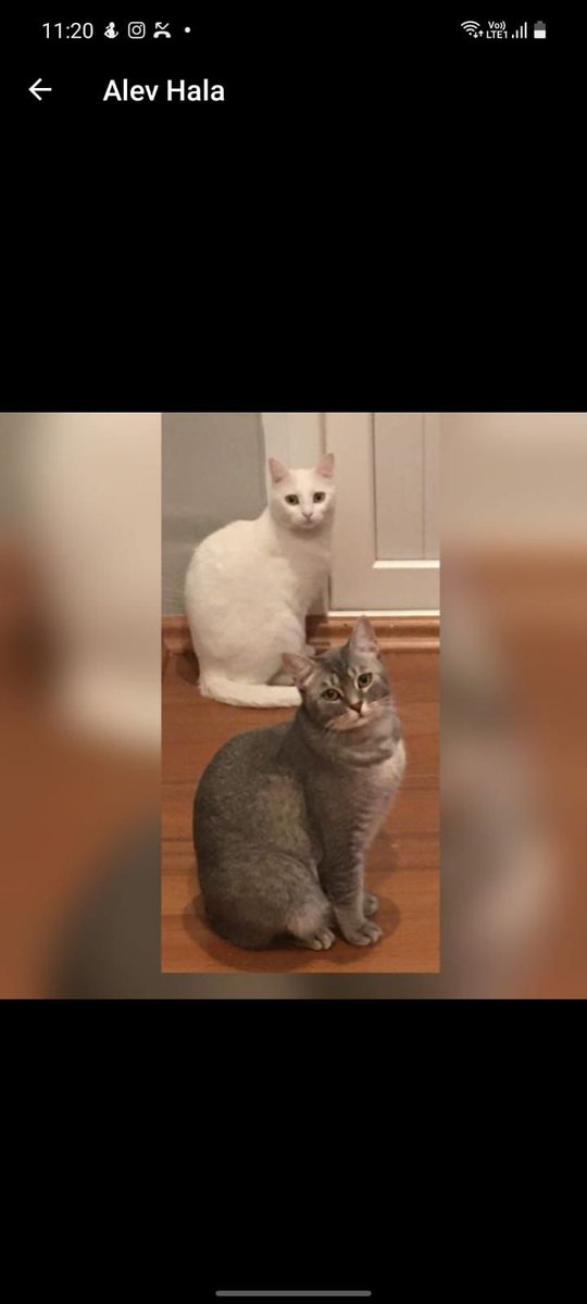 KAYIP KEDİLER
ANTAKYA
Beyaz kedi ismi cherie kısır dişi ve çipli 
Gri kedi ismi chocolate kısır dişi ve çipli
Adres: Kışlasaray mahallesi İnönü caddesi Rana apartmanı büyük park tarafları olabilir. Antakya
İletişim 05377253095 insta @cansiiinnnnnn 
#kayıp  #kayıpkedi #deprem