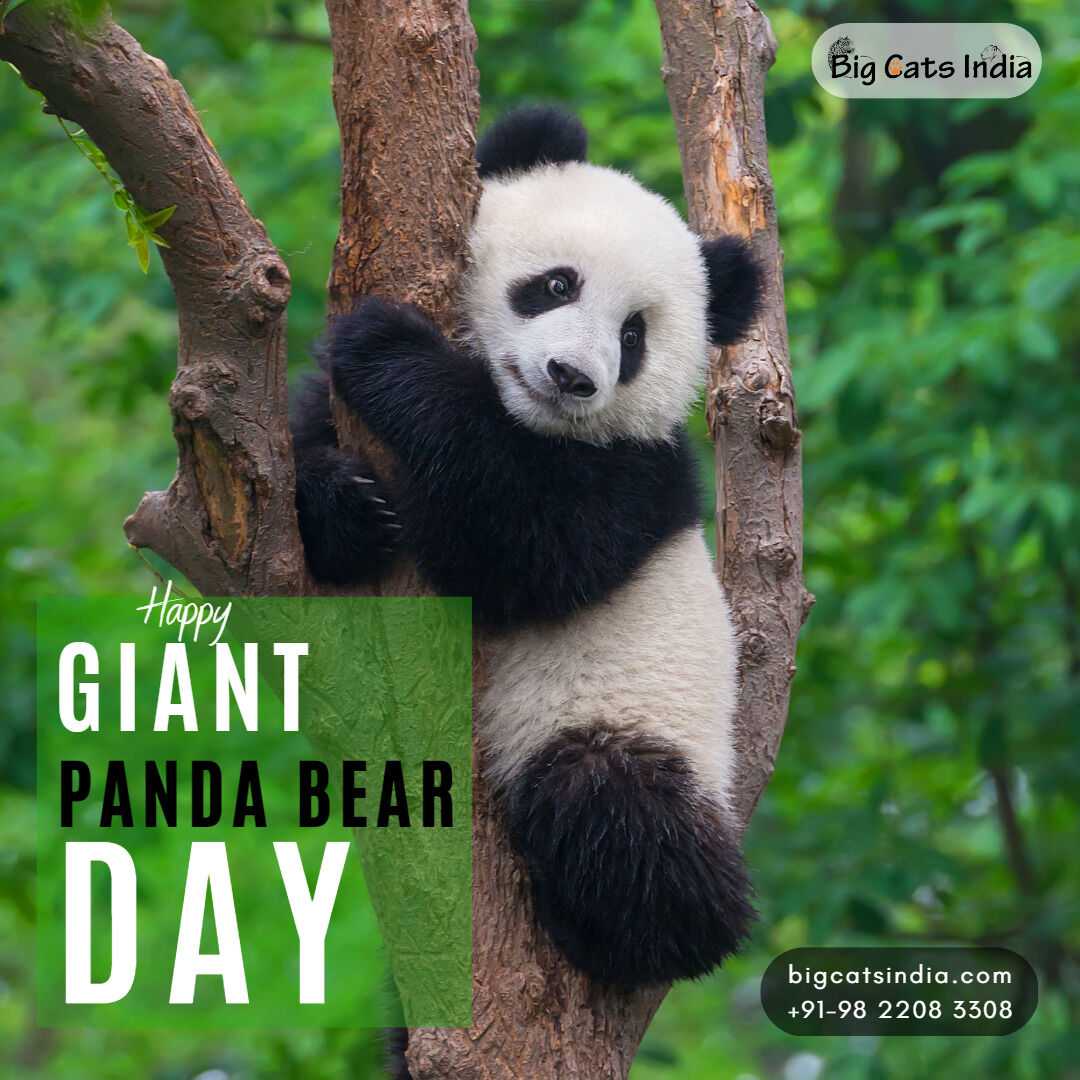 BigCatsIndia's tweet image. Wishing a very Happy Panda Day to everyone. Let us save pandas because they are so full of love and cuteness and we all need them.#pandaday #savepandas #bigcatsindia #safariwithbigcats