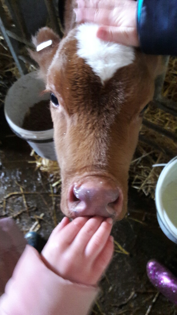 Briddlesford's tweet image. Really 'hands on'! St. Helen's Primary School visit this morning. Love children, lots of questions #education #workingfarm #dairy #guernseycows #calves #learning @NFUSouthEast @CLASouthEast What we do well @briddlesford (as well as a lot of other things)