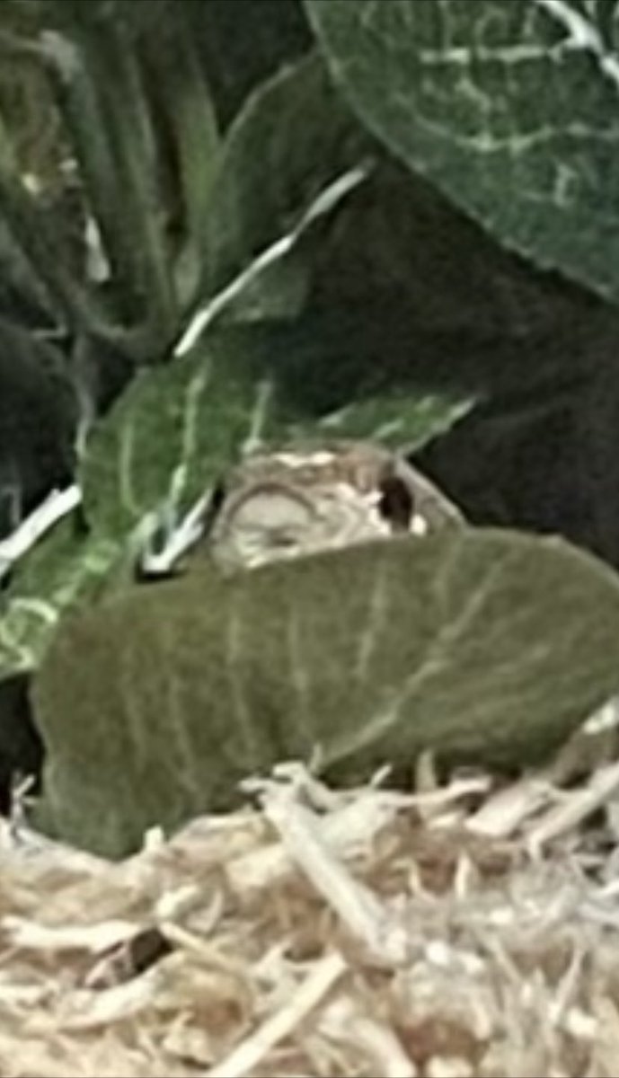 torithetinkerer's tweet photo. Snek https://t.co/w1BtMOnU6A