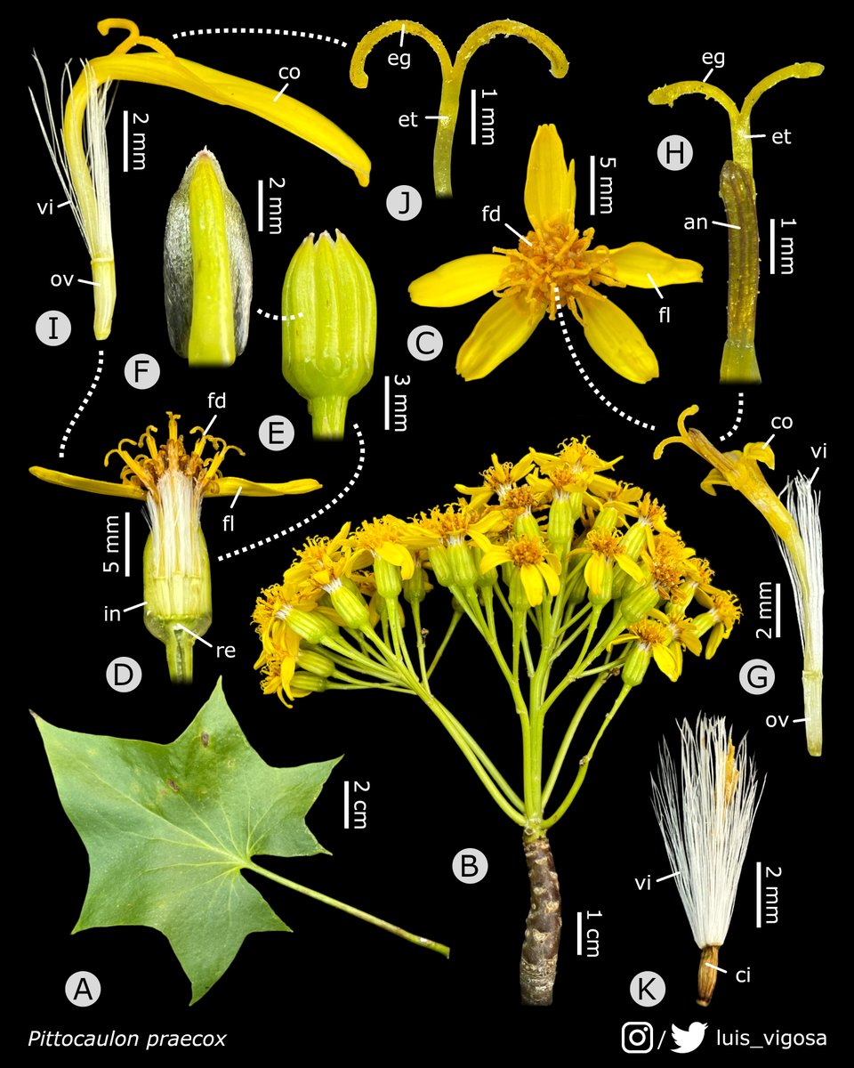 Pittocaulon praecox (Asteraceae)
#botany #flowers #taxonomy #plants