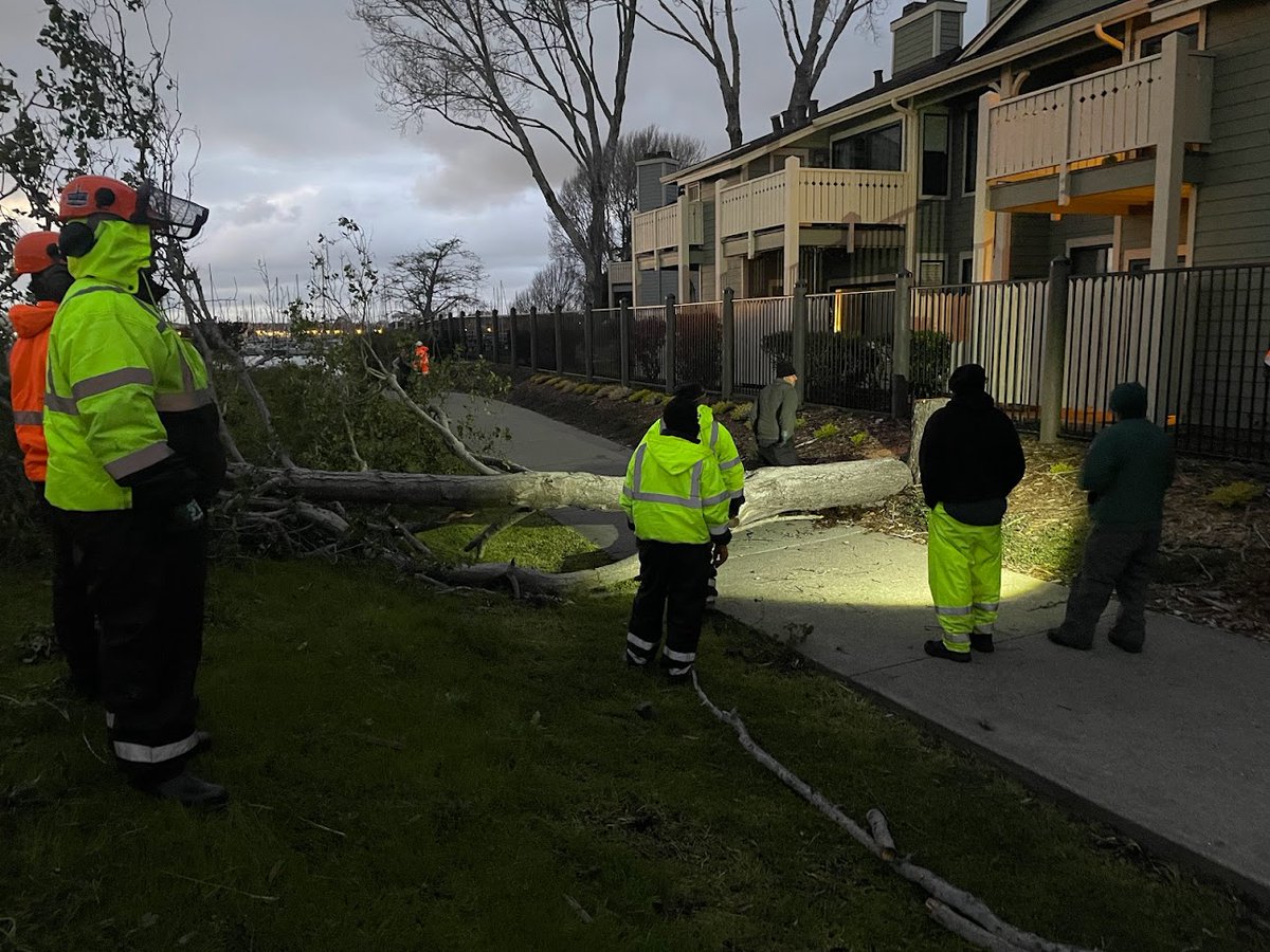 KCRTTelevision's tweet photo. Yesterday's wind & storm brought down many #trees in #RichmondCA. Some images from 19th, Wiswall Dr, Moran Dr, Hilltop Rd & Richmond Marina Bay. For any city park or tree issues, residents can call Police non-emergency 510-233-1214 & dispatchers will contact staff.
#downedtree https://t.co/69xxvdStre