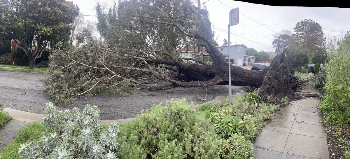 KCRTTelevision's tweet photo. Yesterday's wind & storm brought down many #trees in #RichmondCA. Some images from 19th, Wiswall Dr, Moran Dr, Hilltop Rd & Richmond Marina Bay. For any city park or tree issues, residents can call Police non-emergency 510-233-1214 & dispatchers will contact staff.
#downedtree https://t.co/69xxvdStre