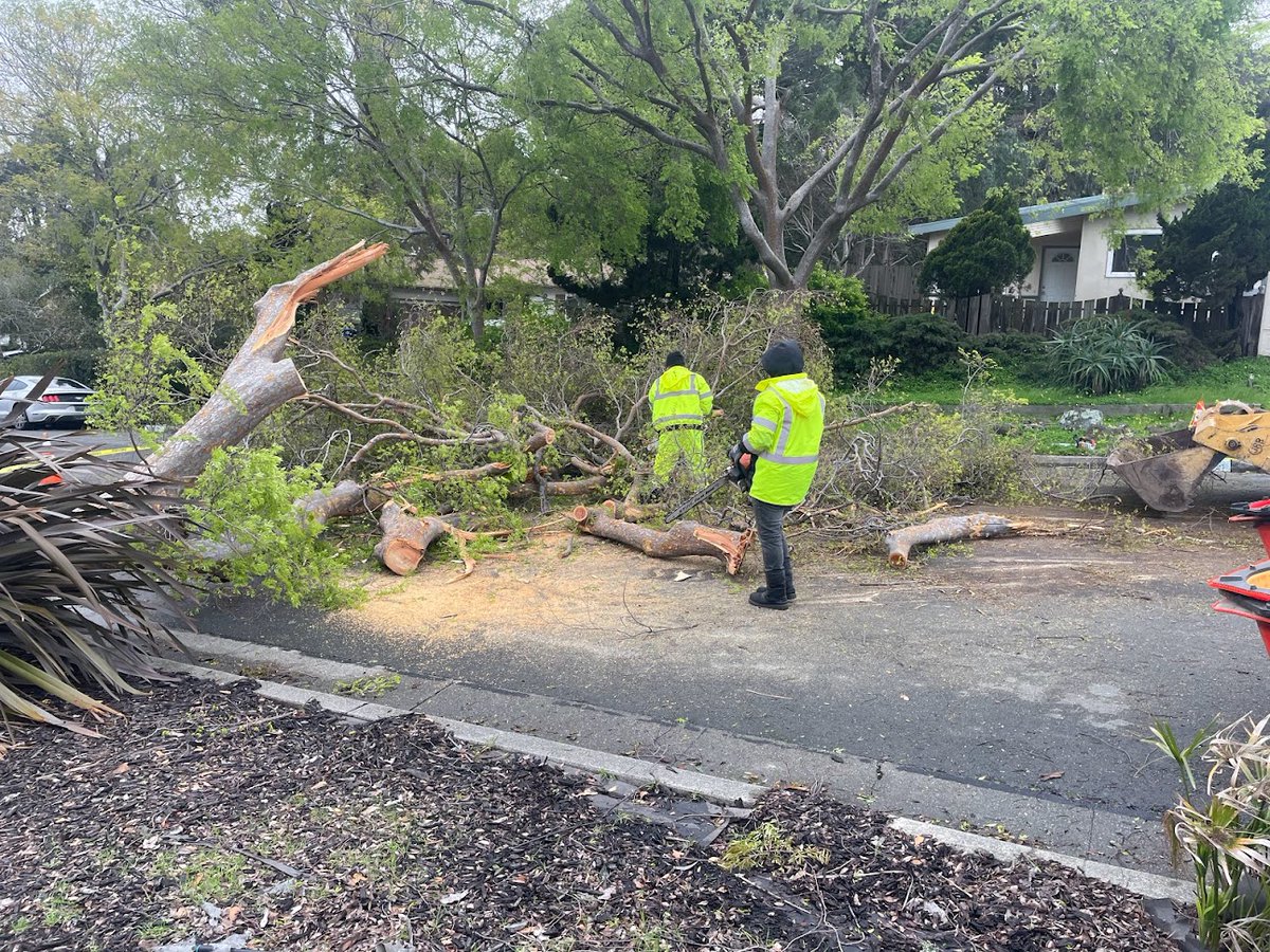 KCRTTelevision's tweet photo. Yesterday's wind & storm brought down many #trees in #RichmondCA. Some images from 19th, Wiswall Dr, Moran Dr, Hilltop Rd & Richmond Marina Bay. For any city park or tree issues, residents can call Police non-emergency 510-233-1214 & dispatchers will contact staff.
#downedtree https://t.co/69xxvdStre