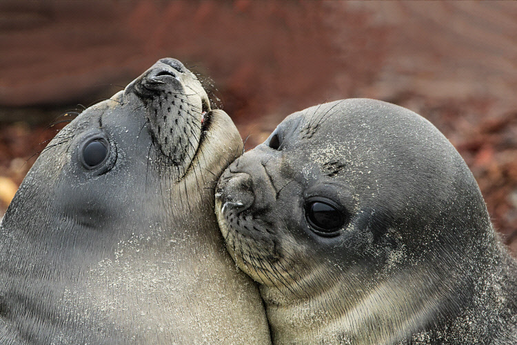 dailyseals's tweet photo. https://t.co/BMabwZpPia