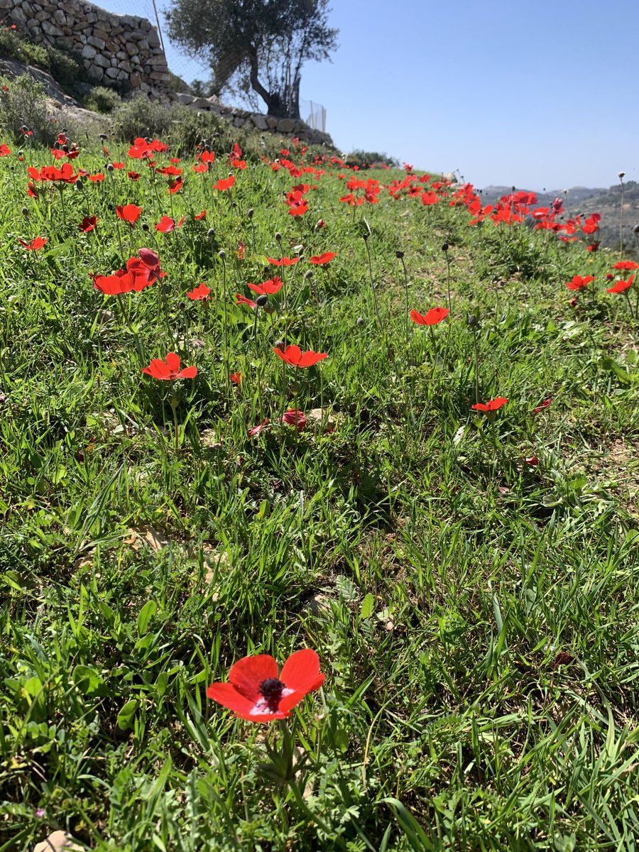 omartesdell's tweet photo. احلى موسم / my favorite time of year https://t.co/CX5TbXWXMD
