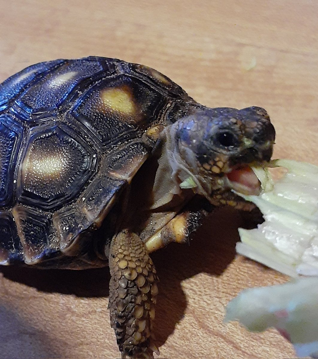 PekisKoskis's tweet photo. La mascota de la escuela de la humanita, hoy le tocó cuidarla .... hasta parece de la familia, come y come!! #TeamChubby #SiempreChubbyJamásInChubby #Chubby4Ever
@vaquitadlbarrio @Paco_JS https://t.co/CxFWcyFrBp