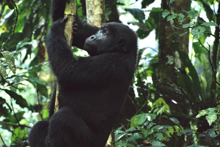 WINGSWoD's tweet photo. On sale now! WINGS Humanity Fellow Dr. Gladys Kalema-Zikusoka released her new book yesterday, “Walking With Gorillas” In celebration of her new book, WINGS is hosting an exclusive explorer book launch event on Thursday, April 20th, from 6:30-8:30pm in Soho, NYC. See you there! https://t.co/7Y8CxV6HX9