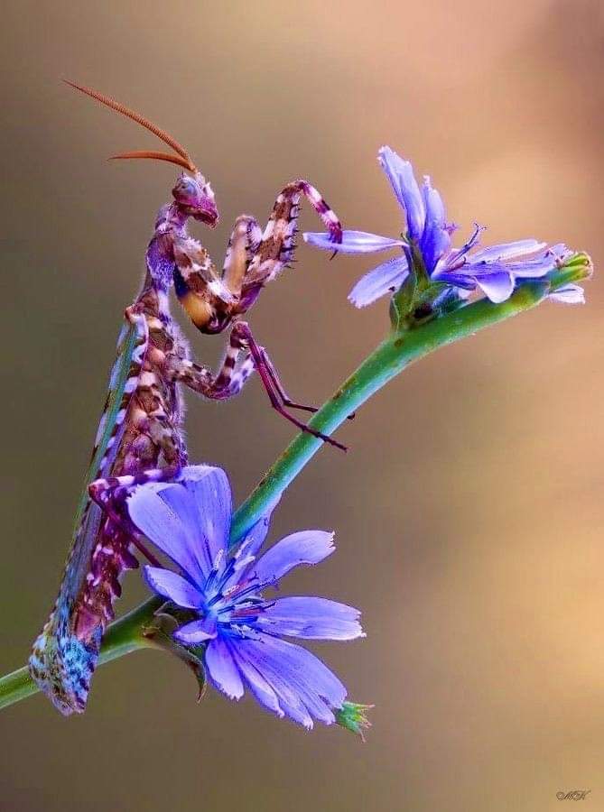 Peter__Nagy's tweet photo. @Peter__Nagy Orchid Mantis on a blue flower.🌷🌺🦗 https://t.co/aGRi96guZt