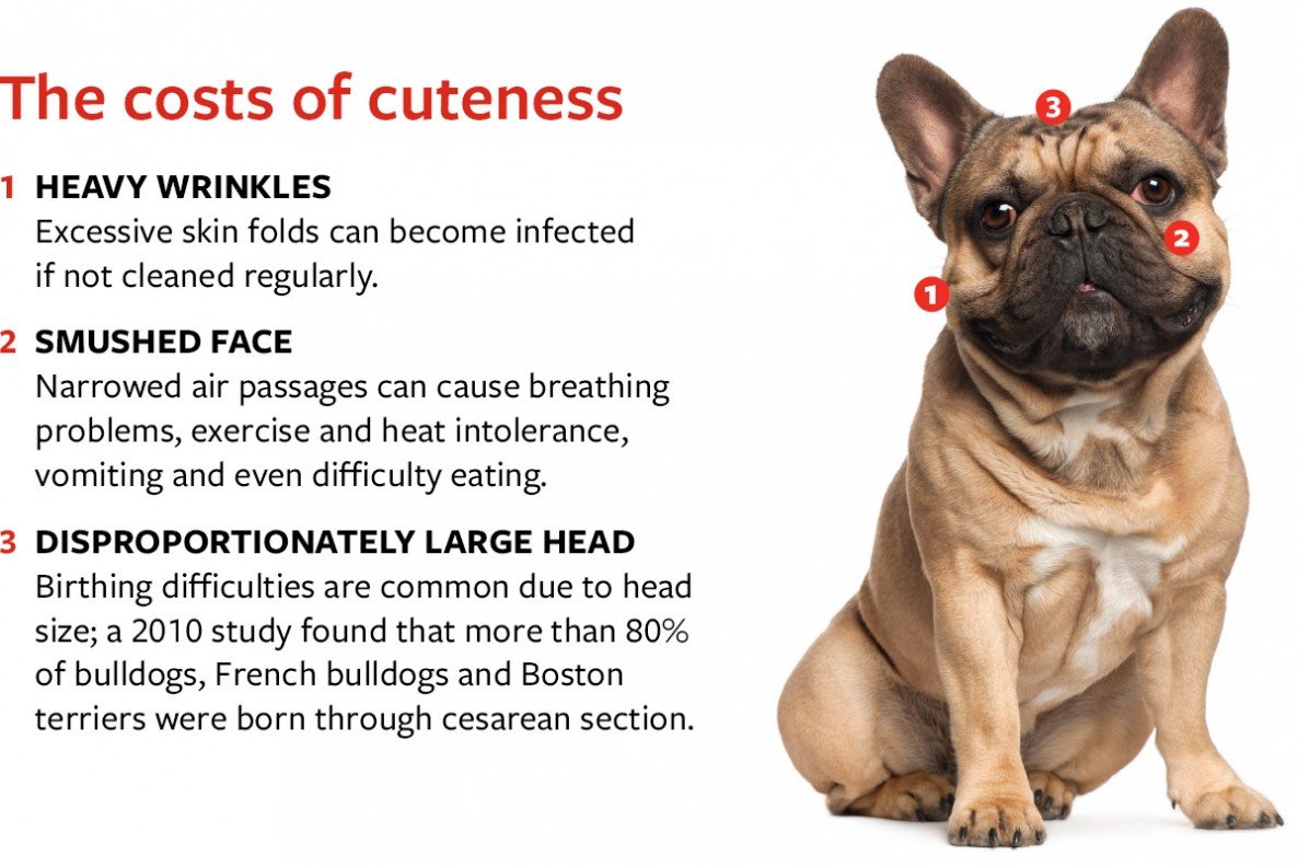 myliegardnerrr's tweet photo. "The health problems these dogs [brachycephalic breeds] experience range from breathing difficulties, skin infections, digestive issues, spinal abnormalities, etc. (Fawcett 1)." #39canimals https://t.co/SCv315fz8p