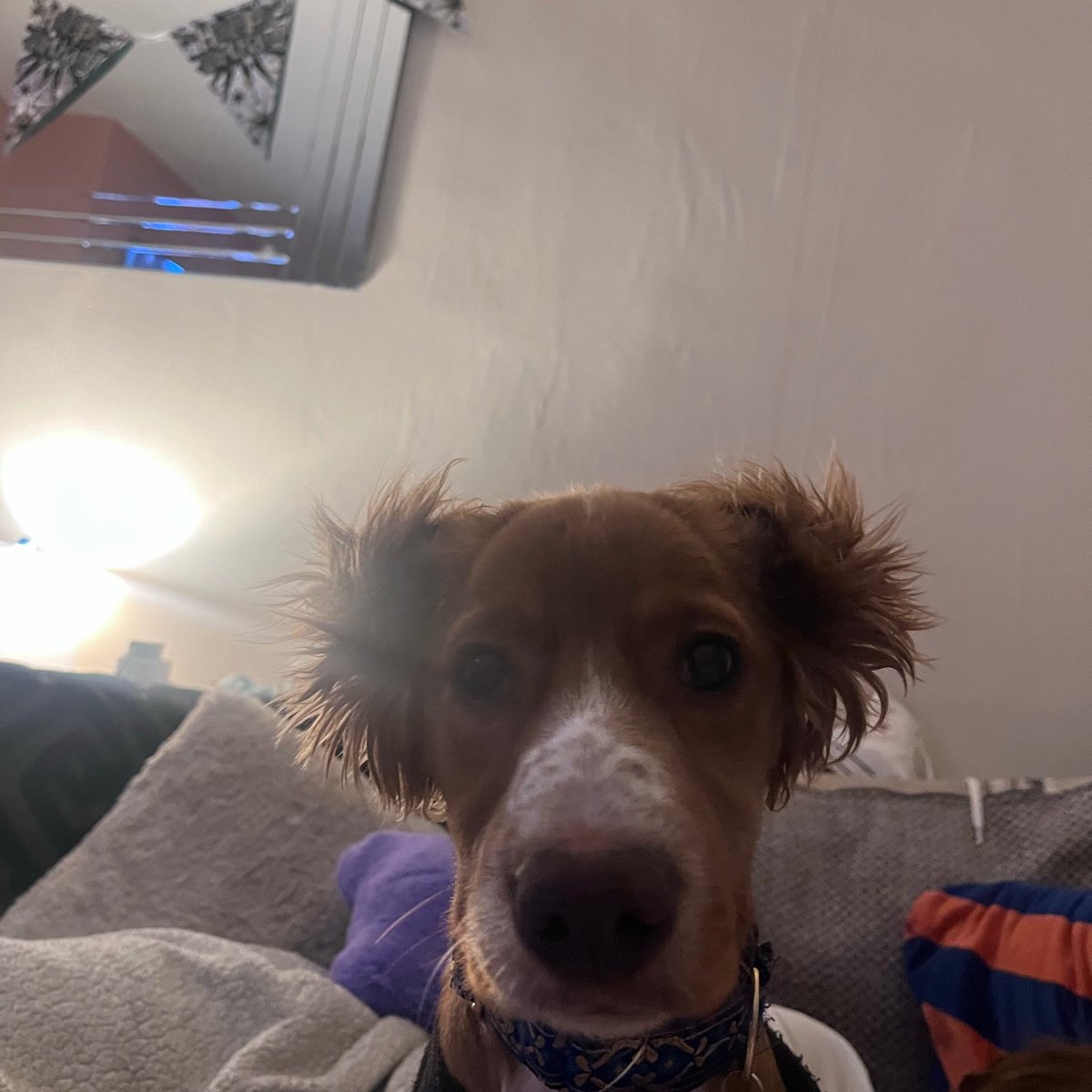 Snoopy (aka <a href="/SnoopDogg/">Snoop Dogg</a>, aka StopchewingthatsohelpmeGod aka Whathaveyougotinyourmouthnow) says Support the teachers strike

#snoopythewocker