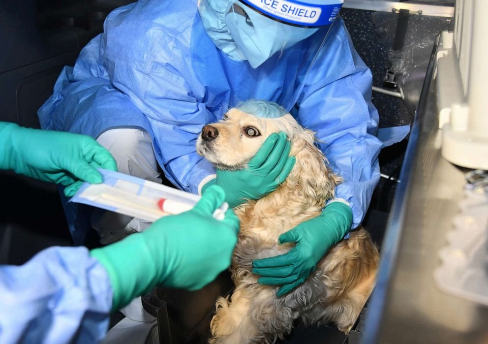 myliegardnerrr's tweet photo. "With this large number of canines being used in labs, the costs, benefits, and usefulness should be deeply evaluated in order to achieve an ethical and humane system (Gardner 7)." #39canimals https://t.co/2uPenennlD