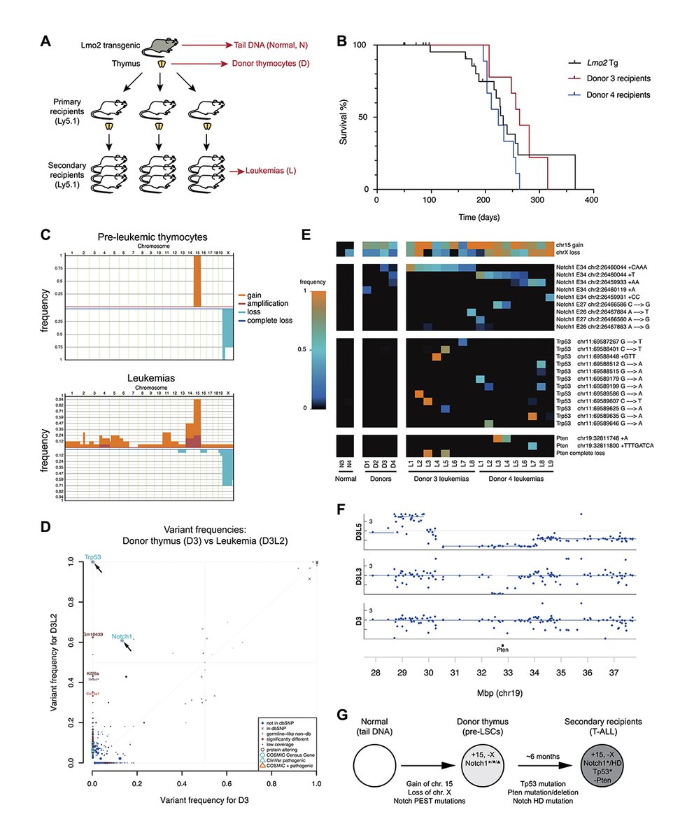 JExpMed's tweet photo. Investigators from @WEHI_research and @MonashCCS have shown that the LMO2 transcription factor, a key driver of human T-lymphoblastic #leukemia, inhibits thymocyte competition in a transgenic mouse model and that this enables LMO2 to promote leukemia. https://t.co/WvDtsB7Hh5 https://t.co/usrpBHHYUc