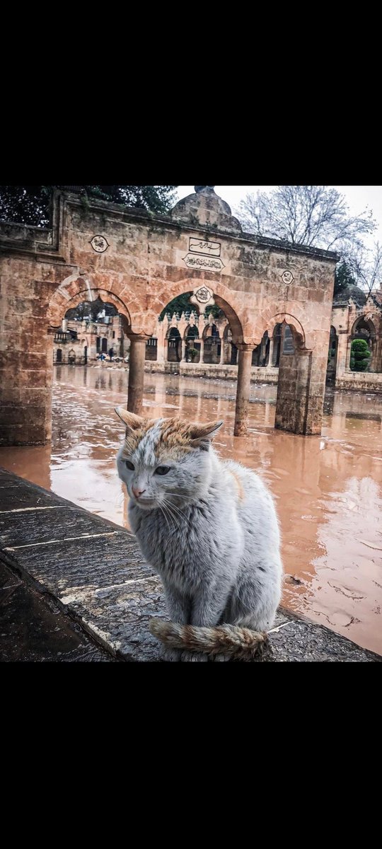 Mehtaaapp_'s tweet photo. 😿 https://t.co/eXMcbqS9rc