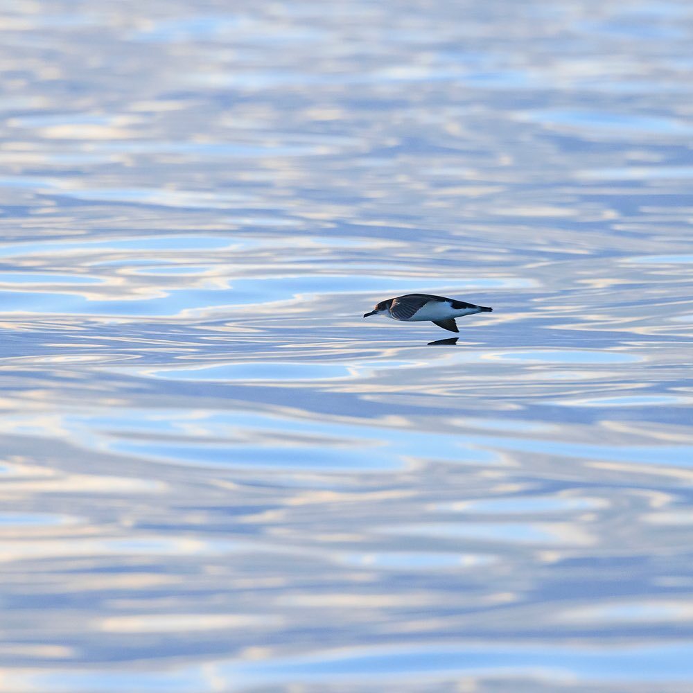 📷 <a href="/janbx/">Jan Bex</a> 

#manxshearwater #wildlifephotography #westwales #westcoast #cardiganbay #abaytoremember #wildlifeboattrips #visitwales #visitceredigion #visitpembrokeshire #ceredigion #pembrokeshire instagr.am/p/Cp0g4eoDqAn/
