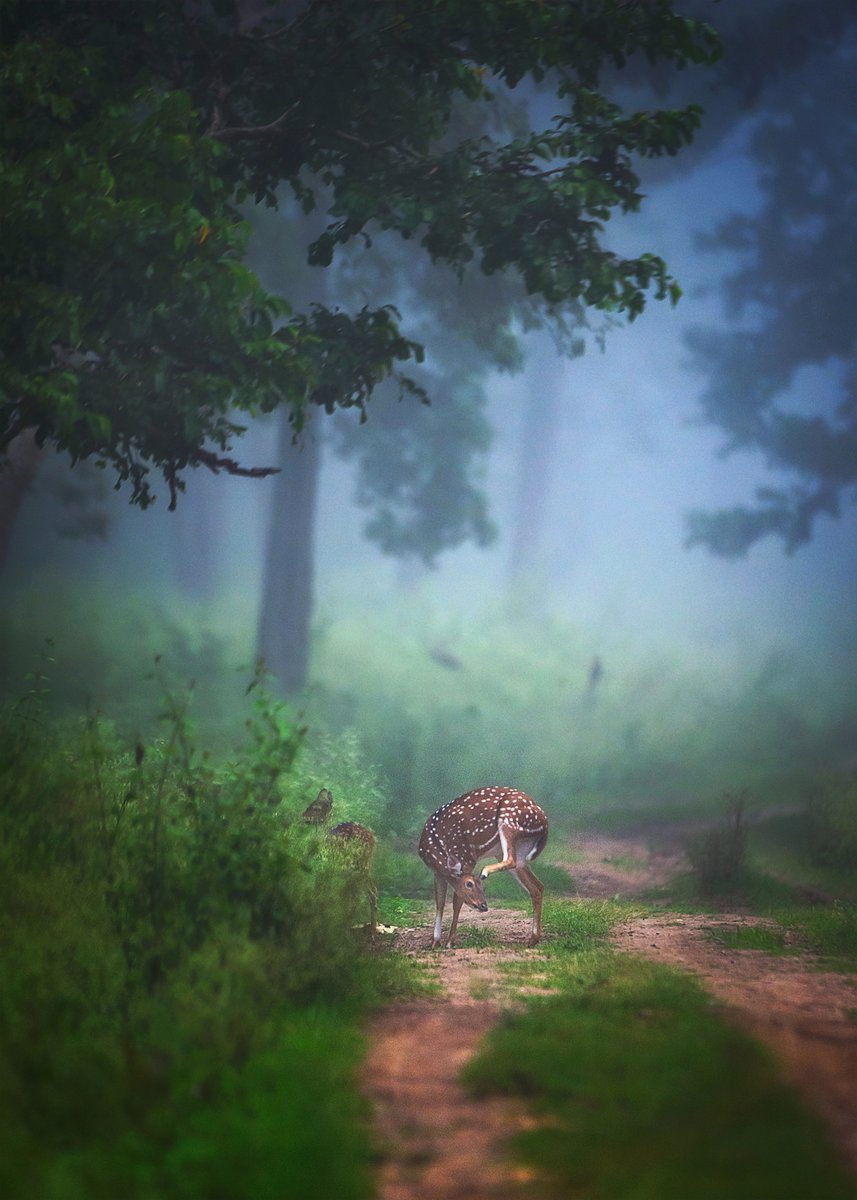 iam2136's tweet photo. @NikonUSA Shot from Kabini, India

https://t.co/42cc2h35zB :) https://t.co/Ch0xWnvxBf