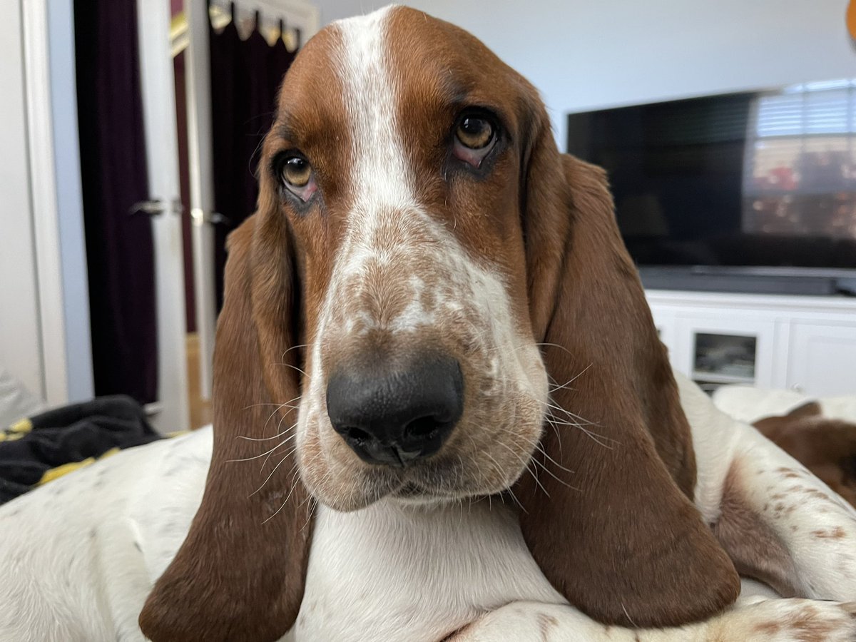 Mbss4G's tweet image. Ray-Ray says… This is how I trap my humans. This face never fails. 🐶❤️🐶 #WhatDYaSayRay #bassethound #goingnowherefast