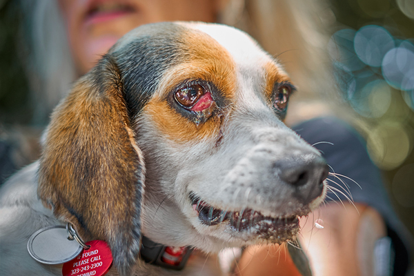 myliegardnerrr's tweet photo. "The types of things inflicted on dogs range from being force-fed chemicals, often leading to vomiting or even death, being injected with pathogens such as salmonella &amp; even receiving holes drilled into their heads, all illustrating how serious this problem is."  #39canimals https://t.co/73I9DBvvGH