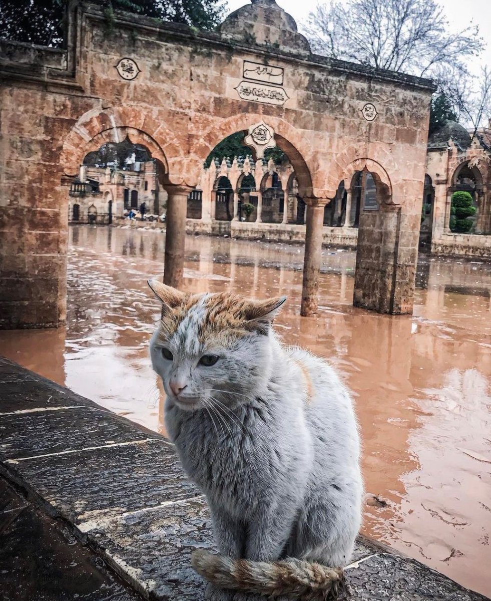 thsndgnn's tweet photo. #sanliurfa #selfelaketi https://t.co/AuTT4MTuop