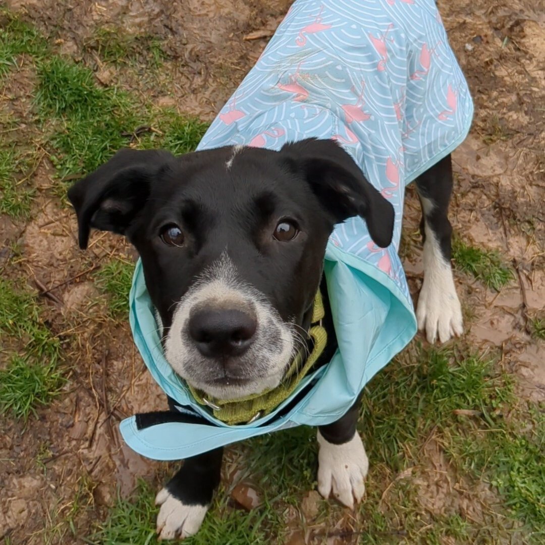 myrabidreality's tweet photo. Hey friend, have you met Elf yet? Elf is one of the four dogs featured on this season’s #CellDogs podcast as part of the #Underdogs prison dog companion program 🦮💛! Don’t forget to tune in to this week’s brand new #CellDogs episode, premiering TOMORROW only on #RabidReality! https://t.co/2jw1nLqZEu