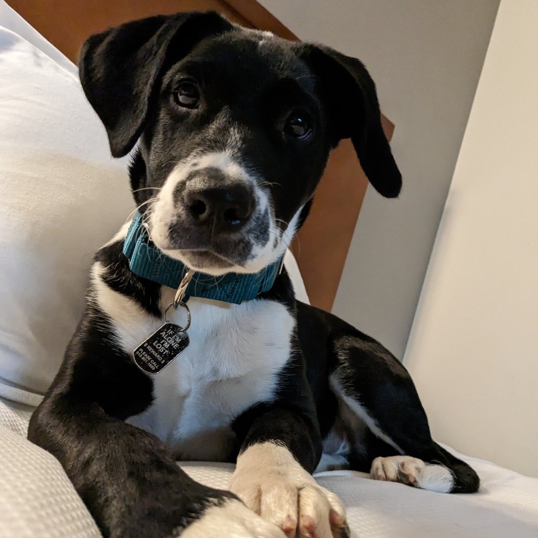 myrabidreality's tweet photo. Hey friend, have you met Elf yet? Elf is one of the four dogs featured on this season’s #CellDogs podcast as part of the #Underdogs prison dog companion program 🦮💛! Don’t forget to tune in to this week’s brand new #CellDogs episode, premiering TOMORROW only on #RabidReality! https://t.co/2jw1nLqZEu