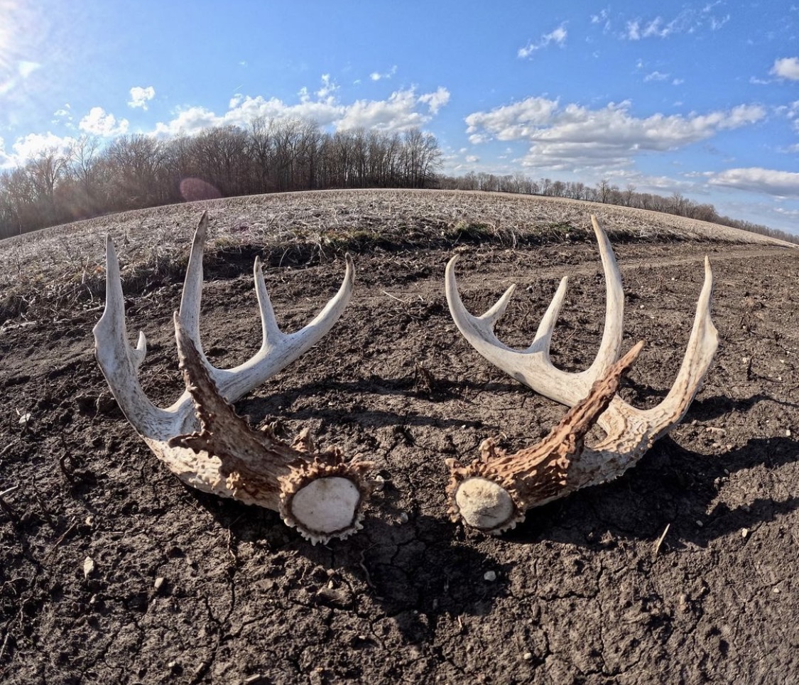 'What's everyone's shed count up to this year?' - Shared by The Wild Outdoors #ITSINOURBLOOD #hunting #deer #deerhunting #sheds #shedhunting #shedhunter #shed #shedrally #antler #bone