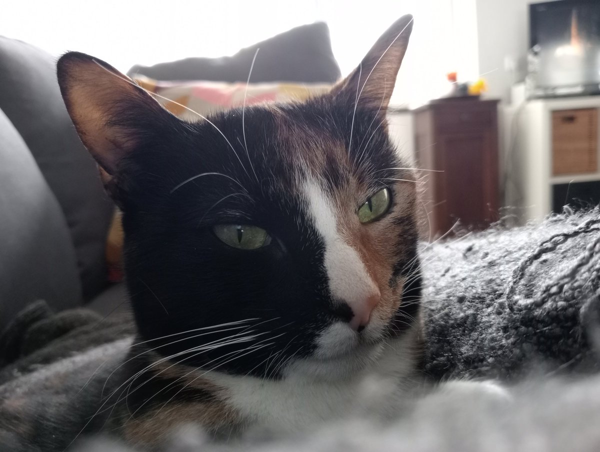 AvanLankveld's tweet photo. π Ik maakte een mooie foto van Muis vandaag, al zeg ik het zelf. #knapperd https://t.co/s54lBeGG5u