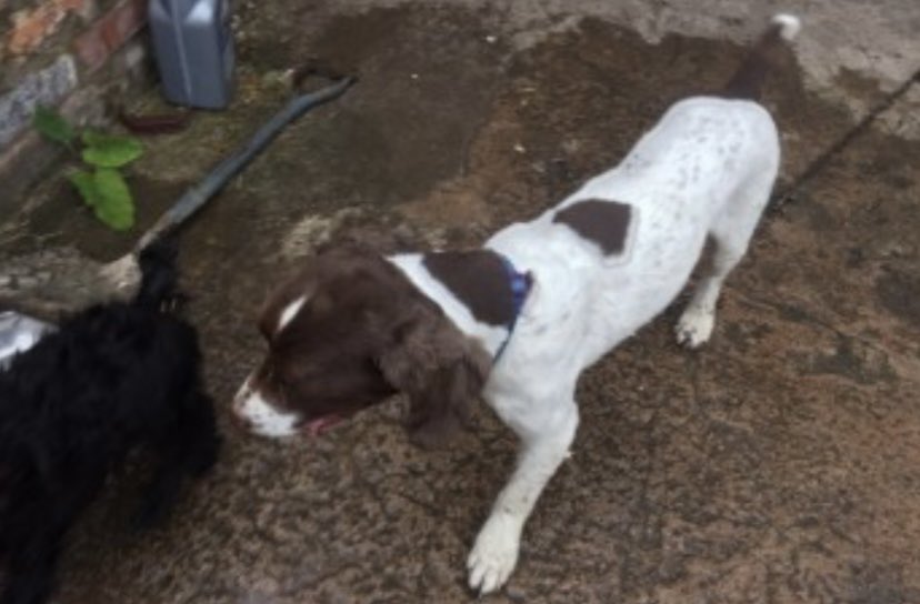 rosieDoc2's tweet photo. #SpanielHour 

 HENRY STILL MISSING 
12/11/17 #Gobowen #SY11 

male #ESS liver&amp;white 

CHIPPED &amp; NEUTERED 

https://t.co/LBDIWsoJAe

@JacquiSaid @MissingPetsGB @RachaelB100 @thedogfinder @DecorumDog @EmmaSearchForD1 @gelert01 @HunnyJax @reggiemollieros @LisaClareRead2 @ruthwill64 https://t.co/DDo1BSmhUm