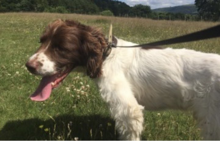 rosieDoc2's tweet photo. #SpanielHour 

 HENRY STILL MISSING 
12/11/17 #Gobowen #SY11 

male #ESS liver&amp;white 

CHIPPED &amp; NEUTERED 

https://t.co/LBDIWsoJAe

@JacquiSaid @MissingPetsGB @RachaelB100 @thedogfinder @DecorumDog @EmmaSearchForD1 @gelert01 @HunnyJax @reggiemollieros @LisaClareRead2 @ruthwill64 https://t.co/DDo1BSmhUm
