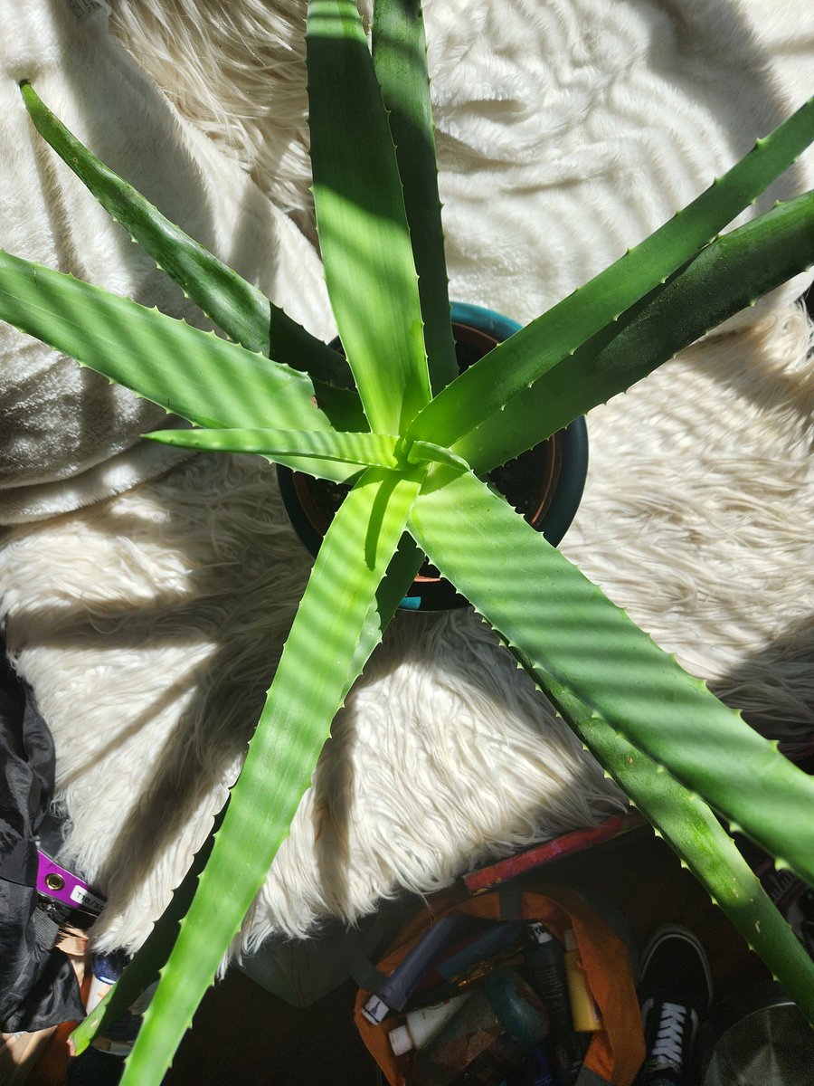 My growing glowing Aloe plant 🪴 #plantmama #greenplants #plants #naturallight #planttwitter #greenhouse #plantmom