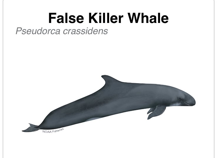 lau_rat's tweet photo. Most disrespectful name of any sea creature. https://t.co/uHnYkSEbXA