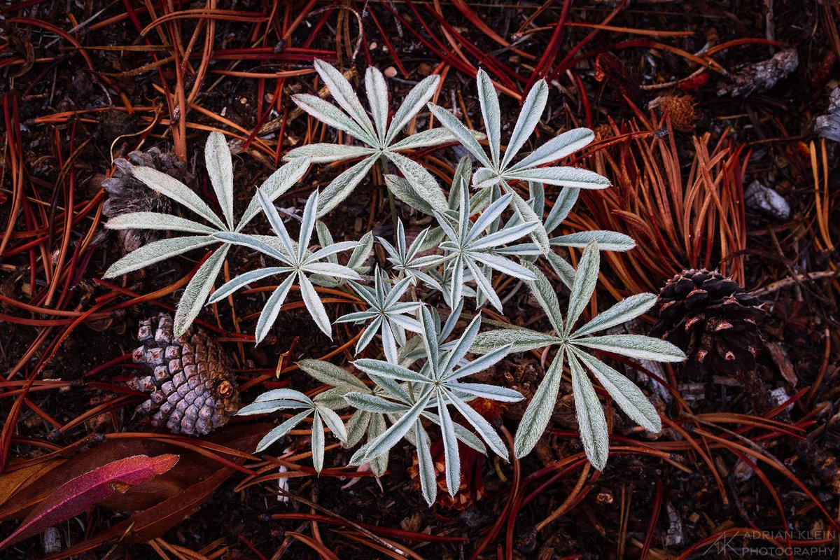 Forest floor finds in fall… 
#forestfloor #lupine #pinecone #pineneedles #macrophotography