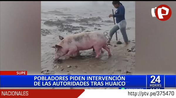 PTV_Noticias's tweet image. #Supe: Pobladores arriesgan su vida para salvar a sus animales del huayco ► ptv.pe/375470