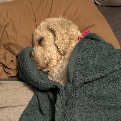 __nvse's tweet photo. #imschleep https://t.co/vTpVc4Hm62