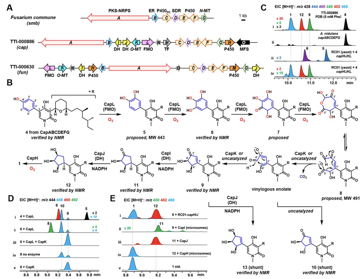 #Biosynthesis of AS2077715 & Funiculosin: Pathway Reconstitution & Identification of #Enzymes that Form the All-cis Cyclopentanetetraol Moiety by Yalong Zhang, @jjangeunbin, Bruno Perlatti,Lin Wu,Gerald Bills, @phdmasao, @yitang_ucla @uclachem in @J_A_C_S pubs.acs.org/doi/10.1021/ja…