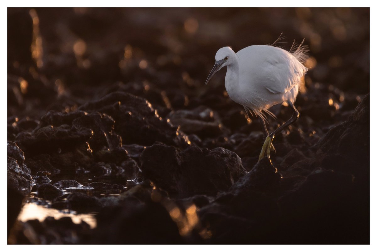 darin_goodsell's tweet photo. Some recent Egret shots #wildlifephotography #birdphotography #wexmondays #birdsoftwitter https://t.co/MHffMMY21K