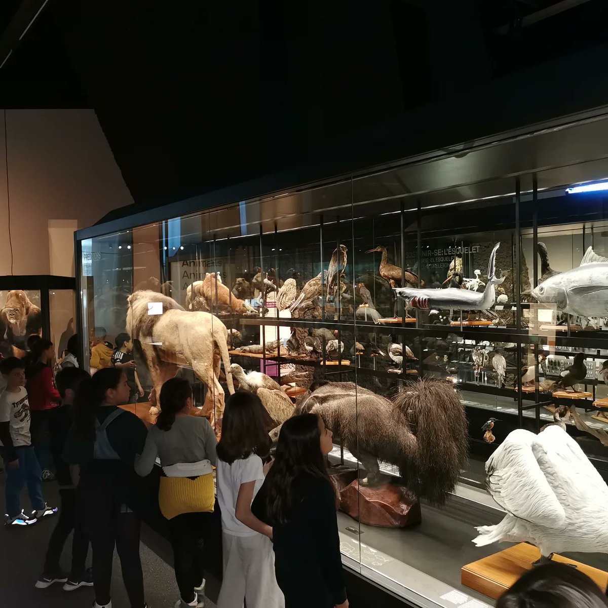 IELaTordera's tweet photo. L'alumnat de 4t de primària visitem el Museu de Ciències Naturals de Barcelona i aprenem ciències a partir de l'exposició "Hi havia una vegada..." https://t.co/P3GcHAAlPD