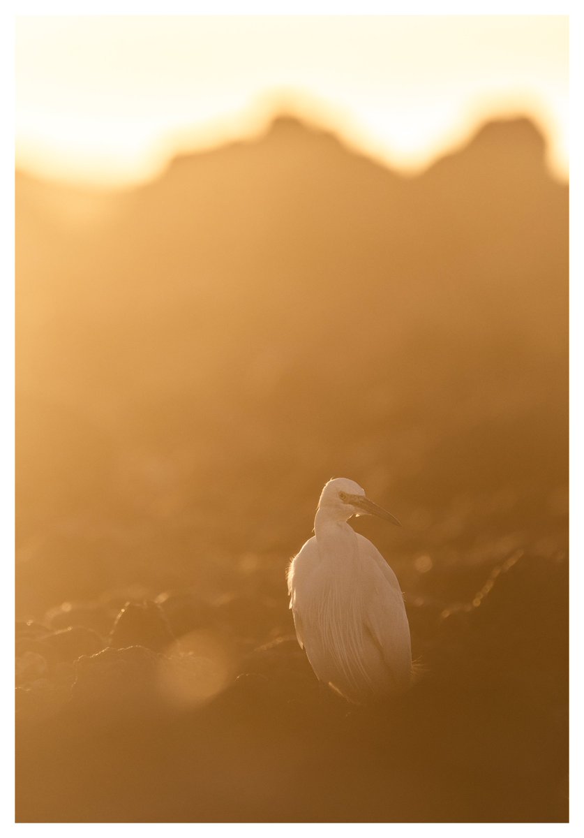 darin_goodsell's tweet photo. Some recent Egret shots #wildlifephotography #birdphotography #wexmondays #birdsoftwitter https://t.co/MHffMMY21K